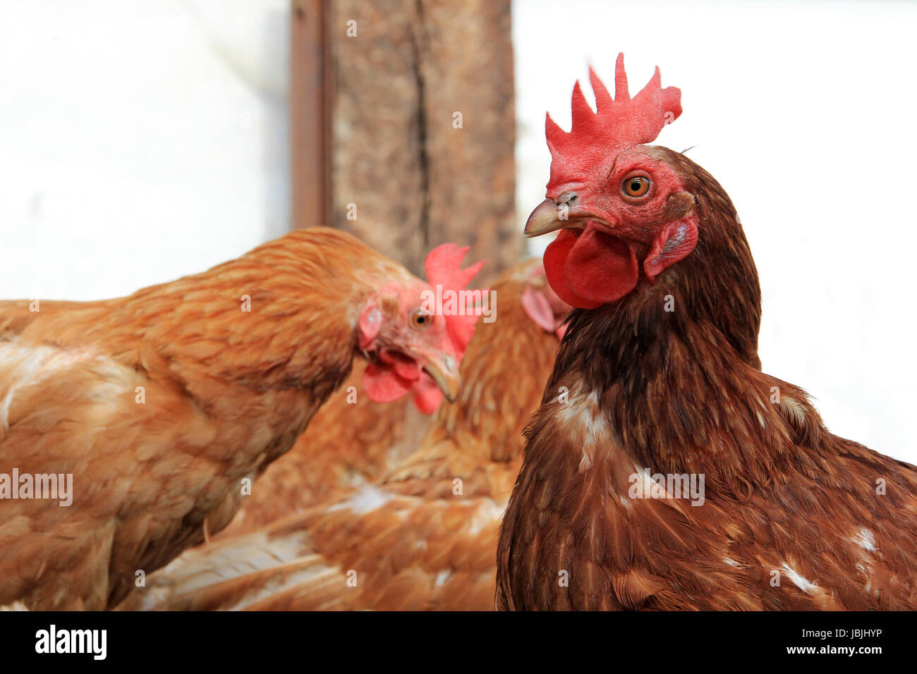 Animale di nizza Foto Stock