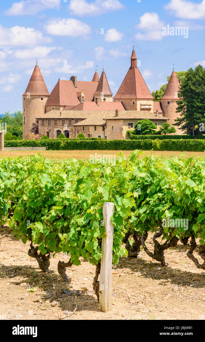Vigneti attorno al castello medievale de Corcelles-en-Beaujolais, Corcelles-en-Beaujolais, Rhône, Francia Foto Stock