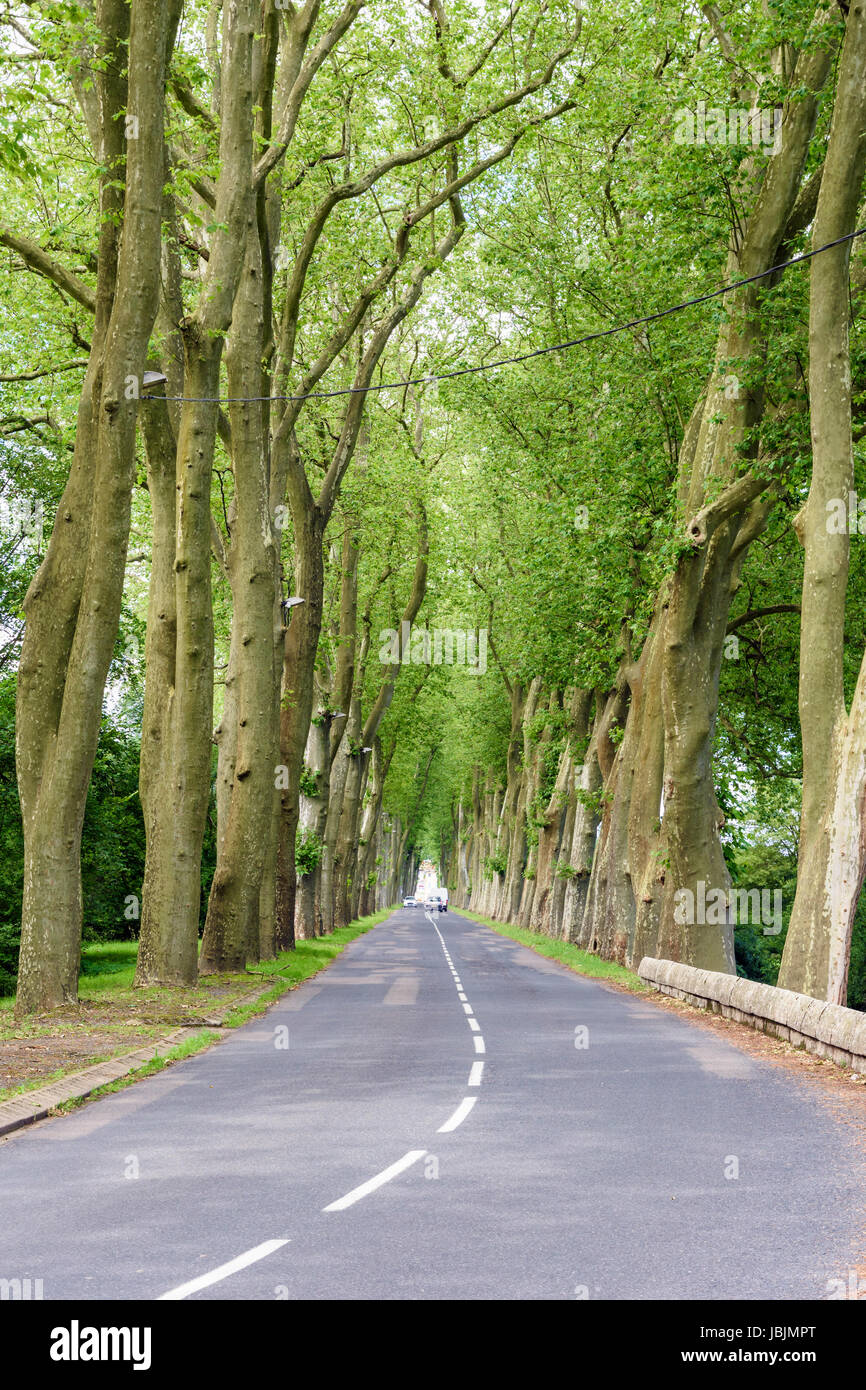 Avenue di piano tress sull'approccio di Thoissey, Châtillon sur Chalaronne, Bourg-en-Bresse, Ain, Auvergne-Rhône-Alpes, Francia Foto Stock