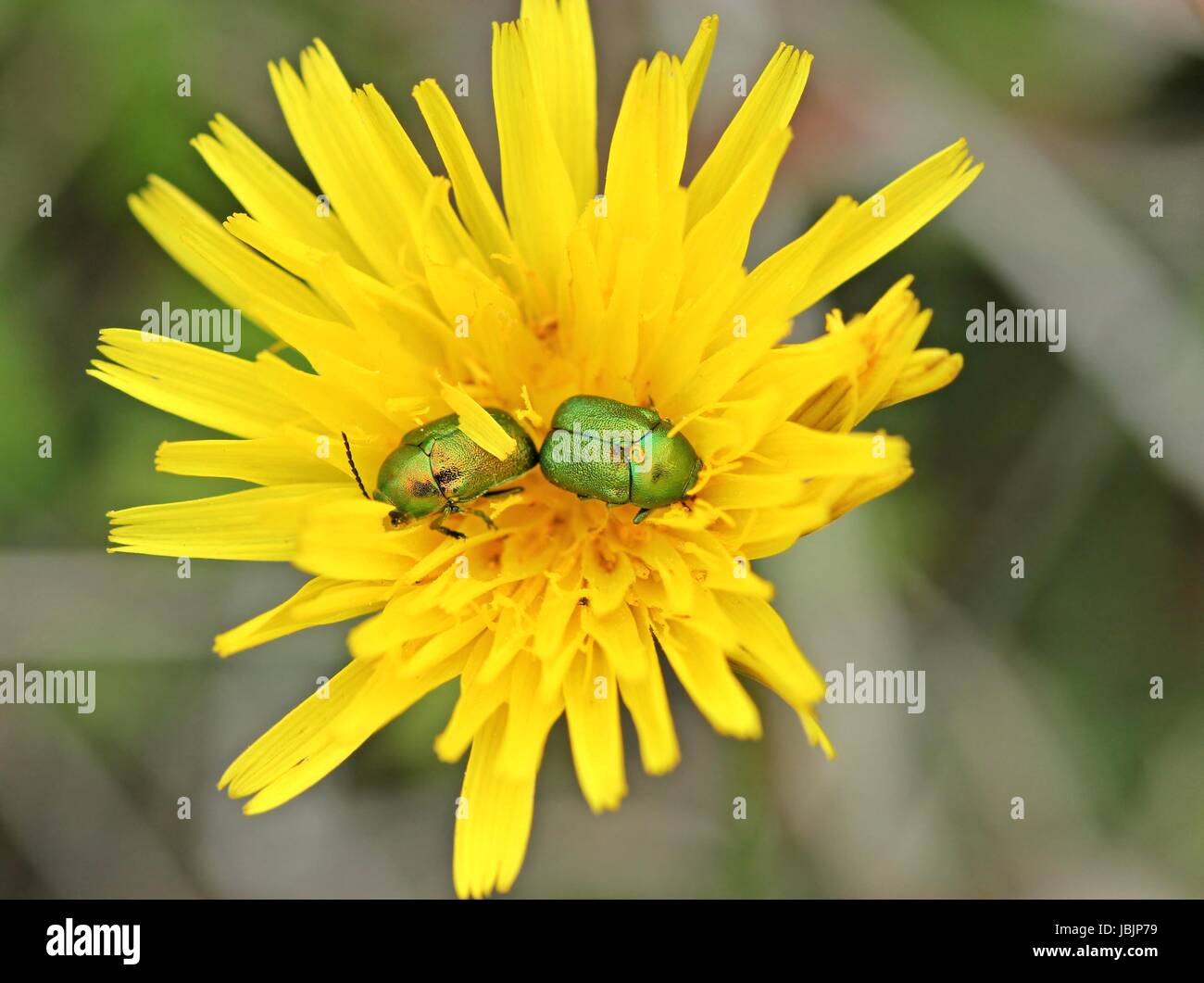 Due setosa caduta coleotteri (cryptocephalus sericeus) su hawkweed Foto Stock