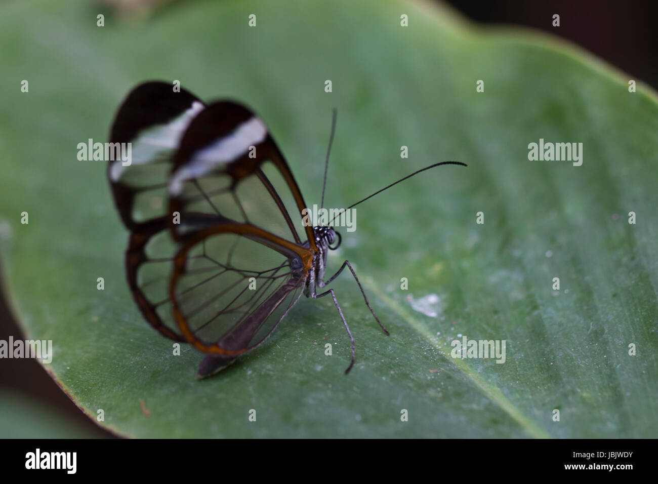 Un delicato glasswinged piccola butterfly (Greta Oto) Foto Stock
