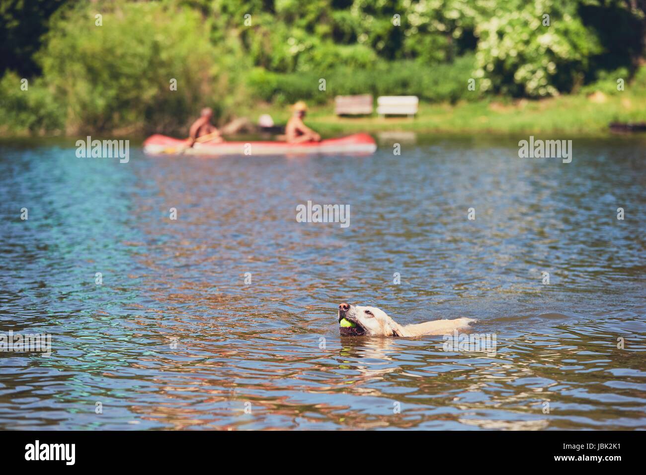 Orario estivo con il cane. Il Labrador retriever con palla da tennis è nuotare nel fiume. - Messa a fuoco selettiva Foto Stock