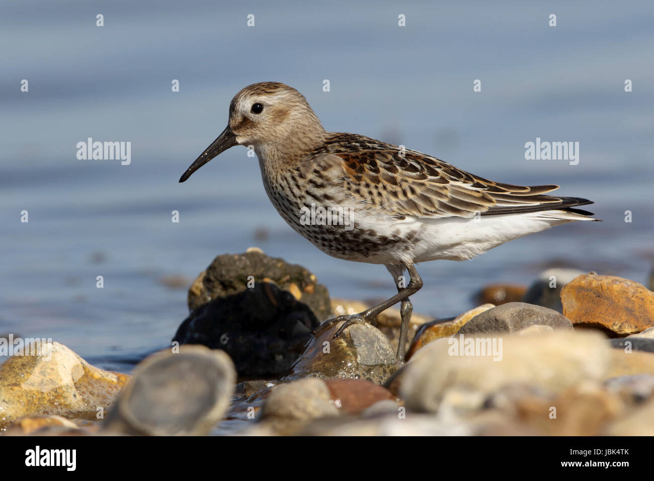 Dunlin Calidris alpina trampolieri cercando articoli alimentari sul litorale Foto Stock