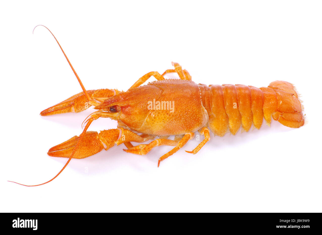 Hot bollito di gamberi di fiume su sfondo bianco Foto Stock