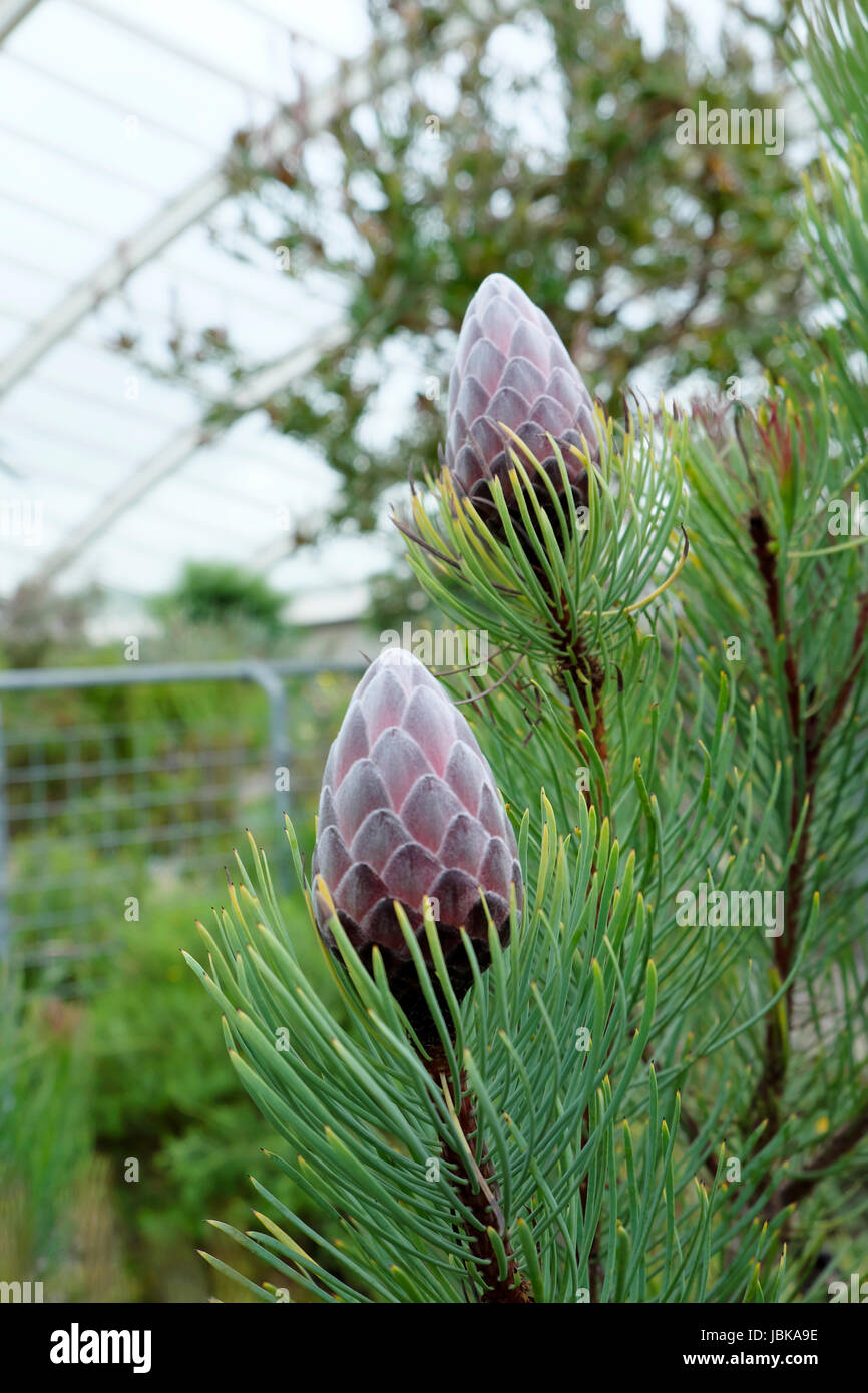 Protea Aristata gemme circa a fiorire nella grande serra del National Botanic Garden of Wales nel giugno del Regno Unito KATHY DEWITT Foto Stock