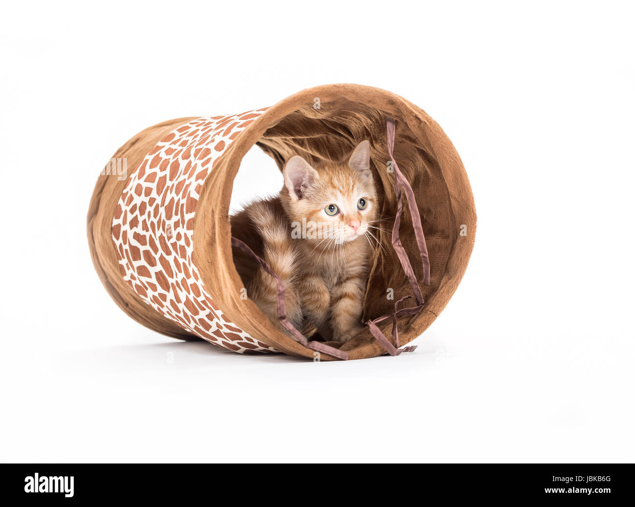 Studio shot di un gattino con tunnel di fronte a uno sfondo bianco Foto Stock
