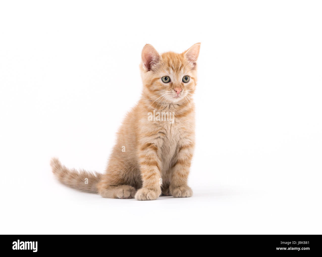 Studio shot di un gattino in posa di fronte a uno sfondo bianco Foto Stock