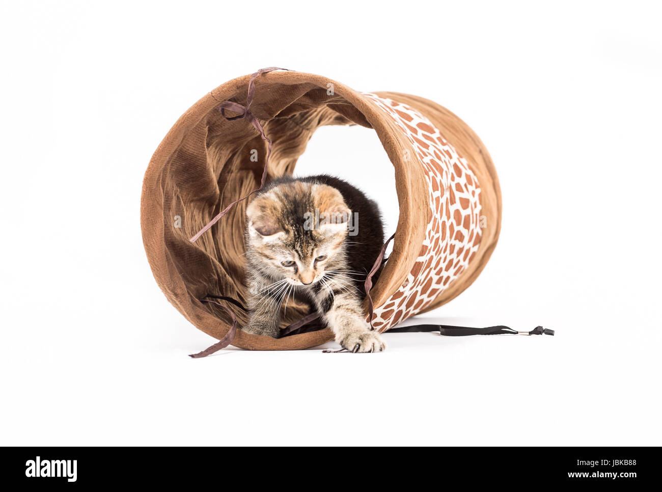 Studio shot di un gattino con tunnel di fronte a uno sfondo bianco Foto Stock
