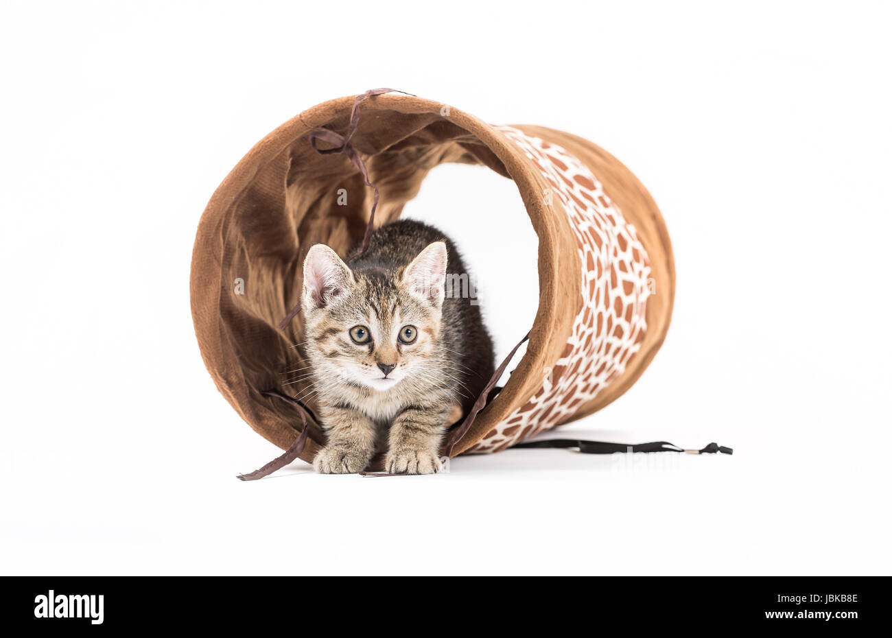 Studio shot di un gattino con tunnel di fronte a uno sfondo bianco Foto Stock