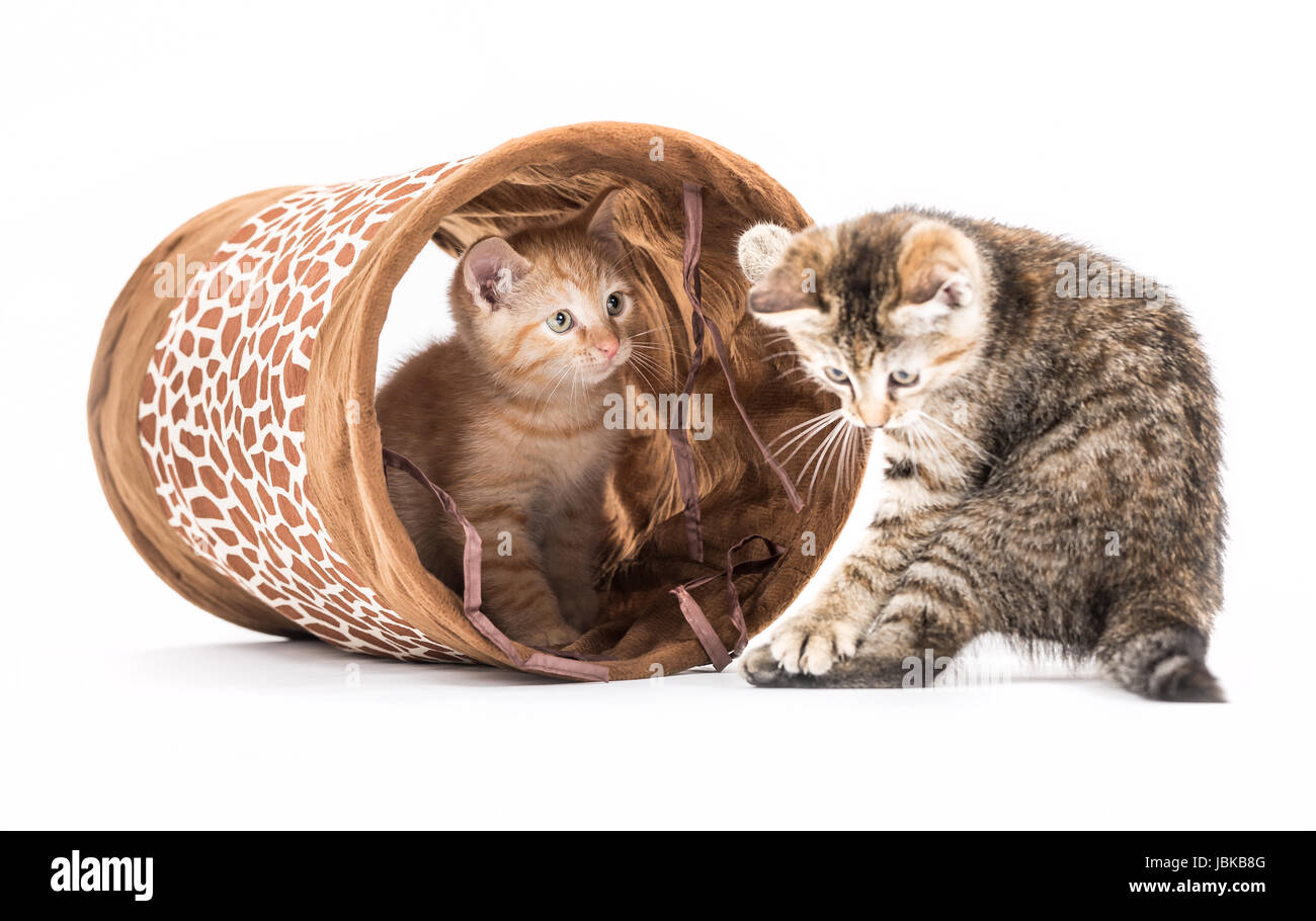 Studio shot di un piccolo gattini con tunnel di fronte a uno sfondo bianco Foto Stock