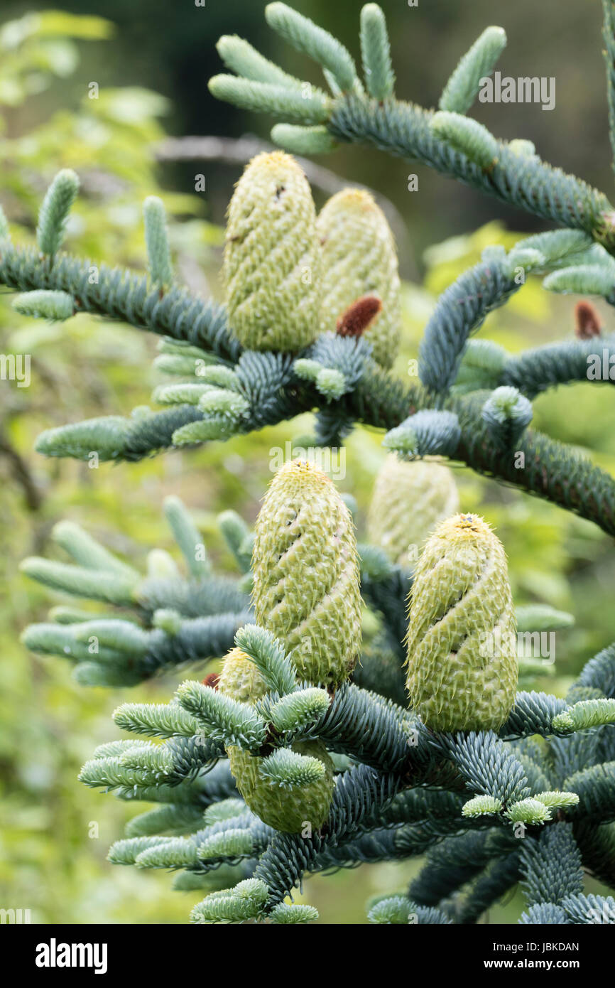 Giovane femmina coni semi di contrasto con il fogliame argentato della evergreen fir, Abies procera 'Glauca Prostrata' Foto Stock
