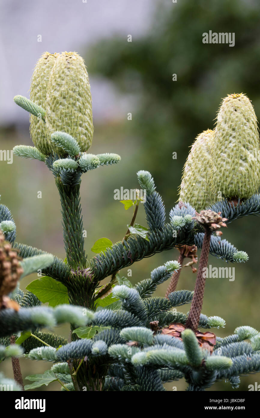 Giovane femmina coni semi di contrasto con il fogliame argentato della evergreen fir, Abies procera 'Glauca Prostrata' Foto Stock