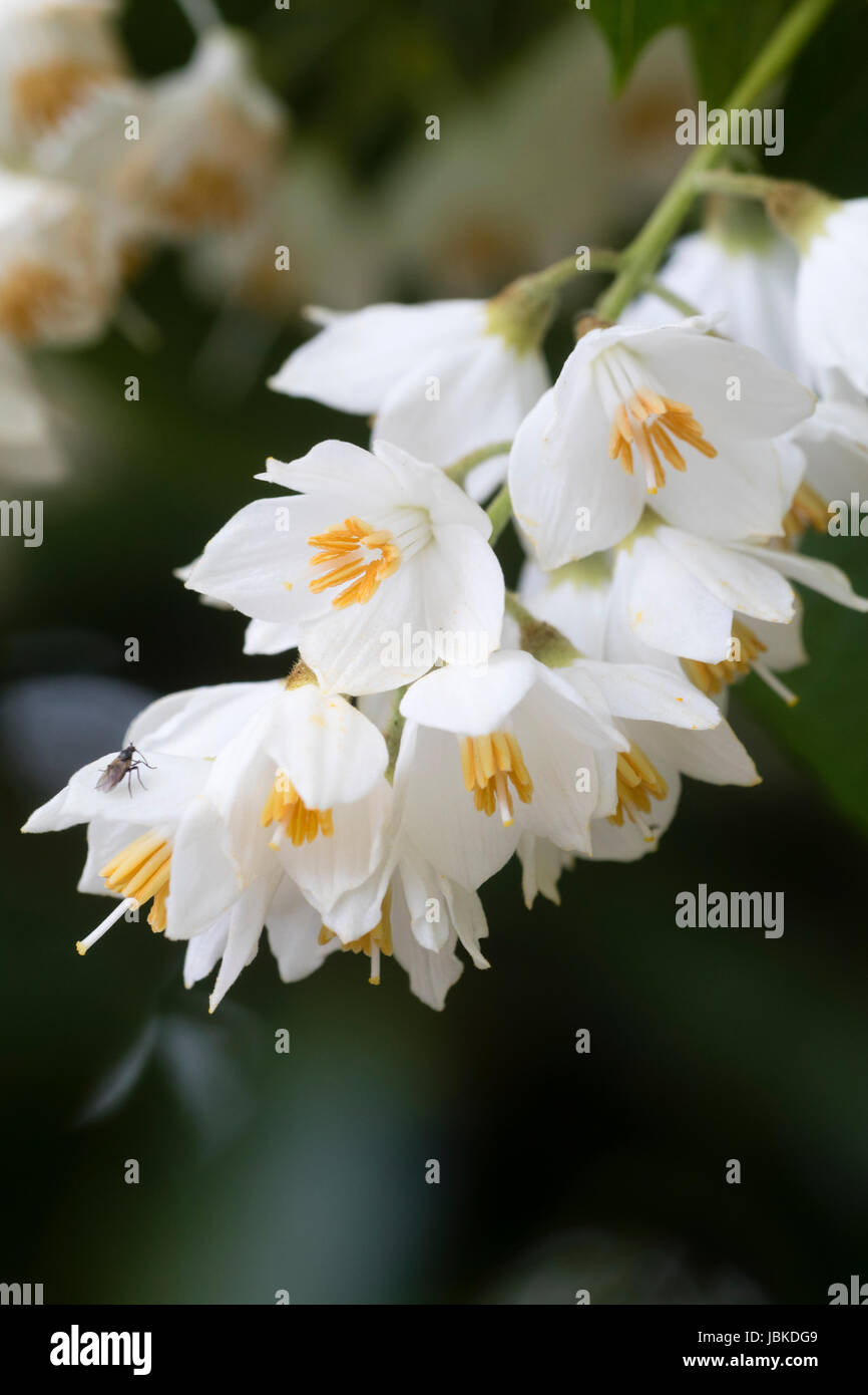 Giugno fiori e fogliame del fragrante snowbell tree, Styrax obassia Foto Stock