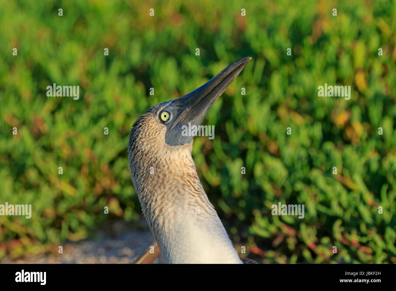 Blu-footed booby sky puntato in Galápagos Foto Stock