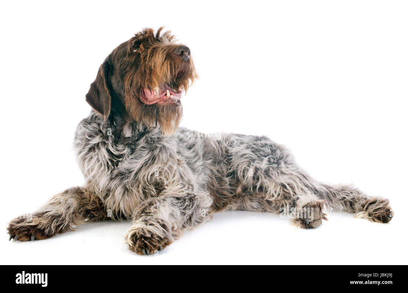 Puntamento Wirehaired Griffon davanti a uno sfondo bianco Foto Stock Puntamento Wirehaired Griffon davanti a uno sfondo bianco Foto Stock