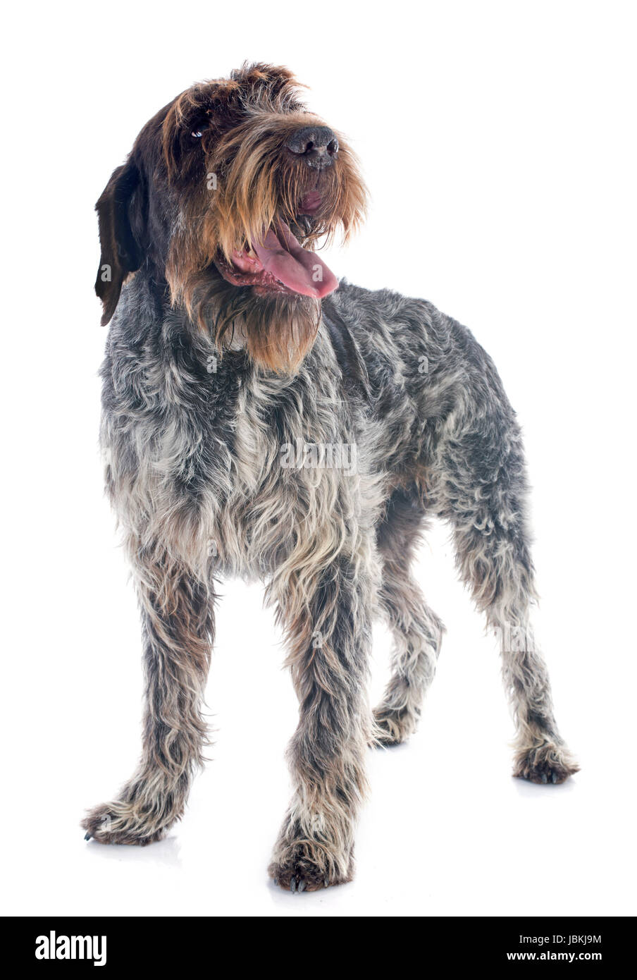 Puntamento Wirehaired Griffon davanti a uno sfondo bianco Foto Stock Puntamento Wirehaired Griffon davanti a uno sfondo bianco Foto Stock