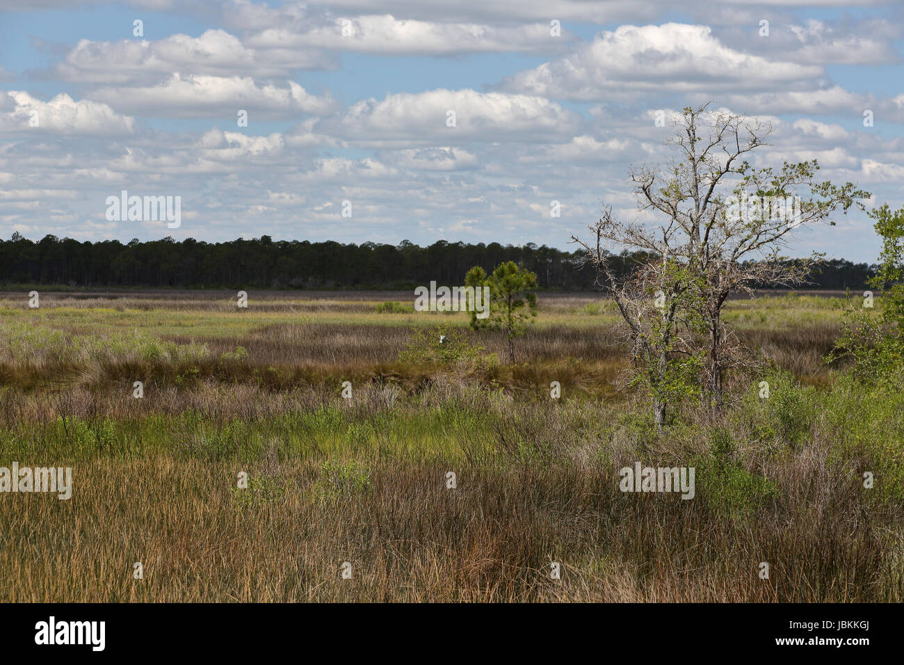 Alberi ed erbe in una palude di acqua salata lungo la costa del Golfo della Florida Foto Stock