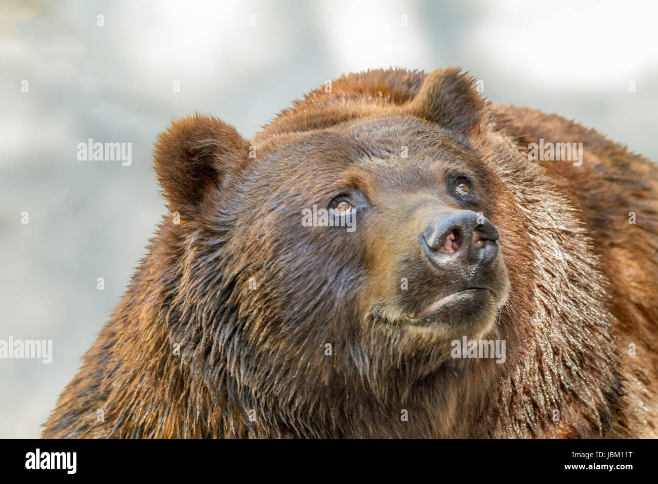Immagine di un animale il muso di un grande orso bruno predator Foto Stock