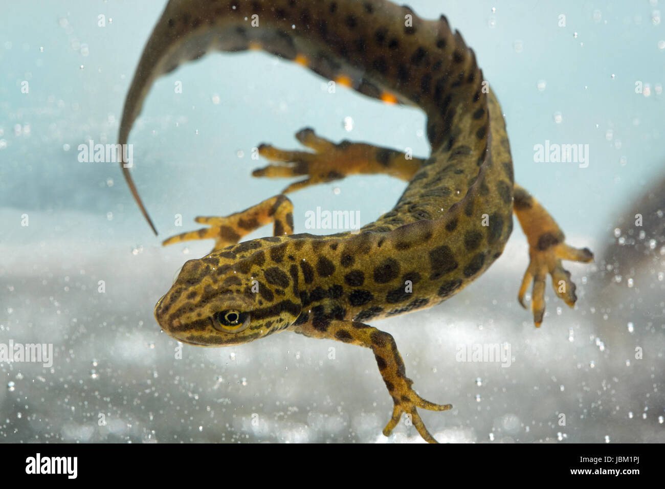 Comune o Newt liscia Lissotriton vulgaris. Maschio adulto. Allevamento, stadio acquatico, annuo del ciclo di vita. Foto Stock