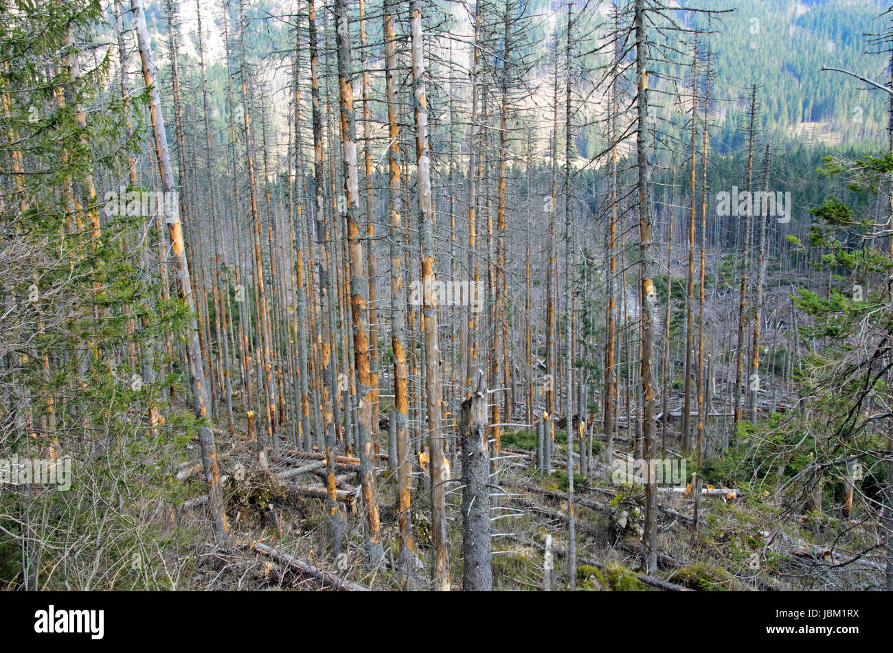 Le rotture di alberi dopo potente uragano Foto Stock