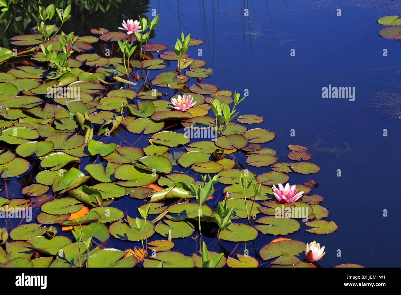 Water Lilies in flottante zona di foglia di un laghetto Foto Stock