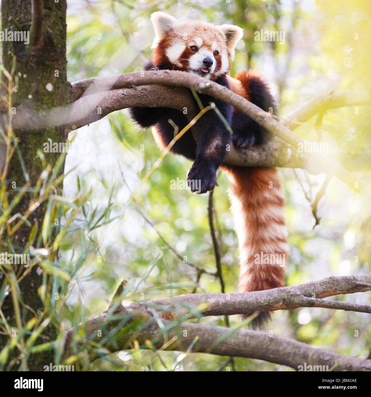 Panda rosso (Ailurus fulgens, lit. 'Shining cat') Foto Stock