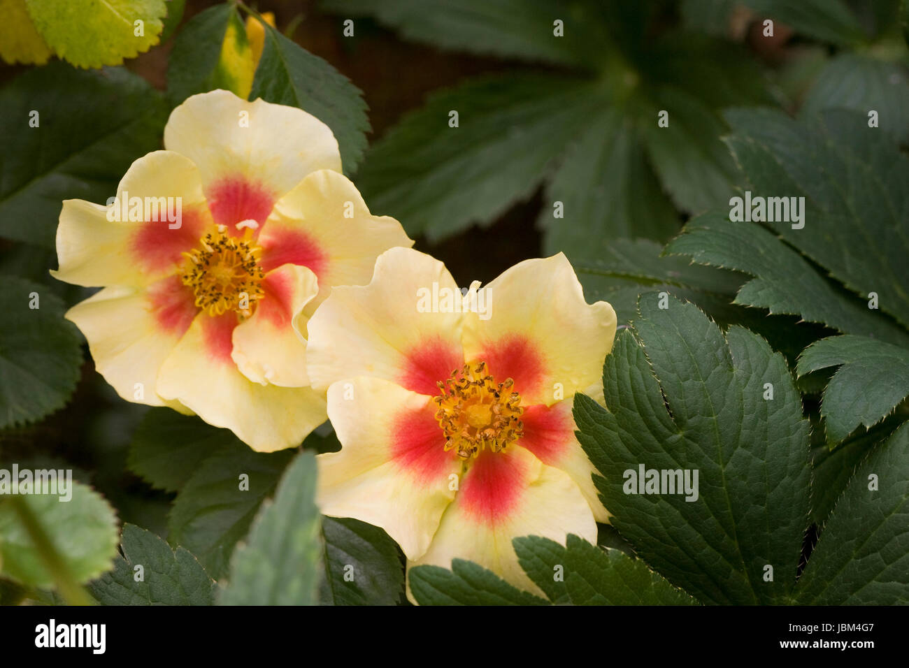 Rosa 'l'occhio della tigre' Fiori. Foto Stock