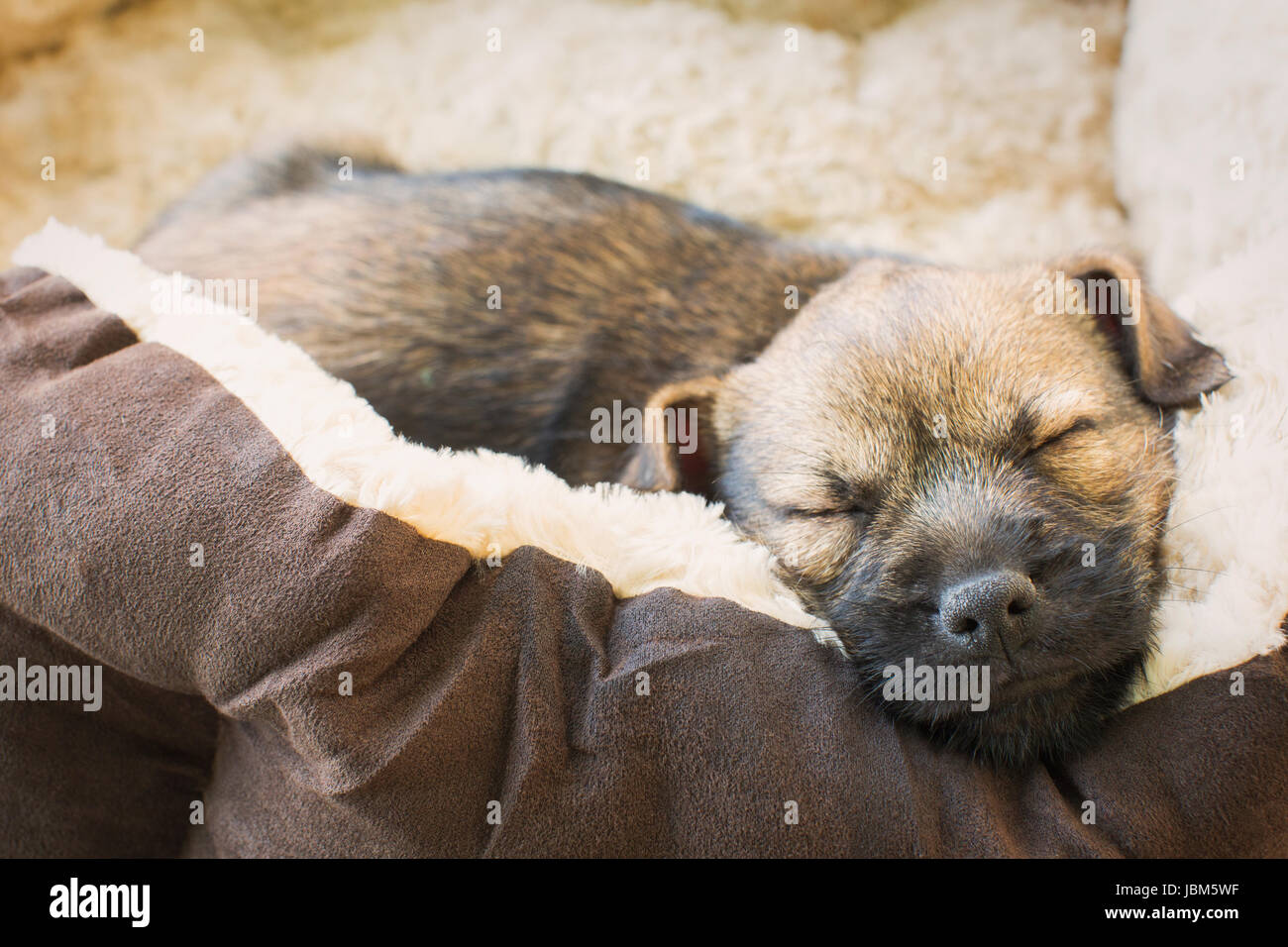 Close up sleeping cucciolo di cane nel letto del cane Foto Stock