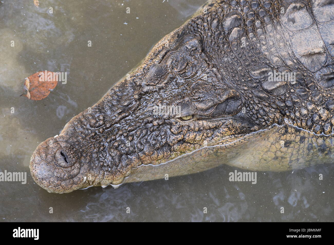 Coccodrillo di acqua salata. Il più grande coccodrillo sulla terra e anche chiamato man-eater perché è famosa per la caccia e mangia uomini che entrano nel loro territorio. Foto Stock