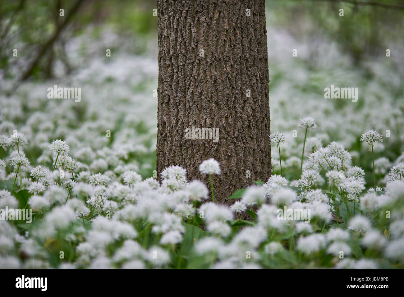 Moquette molto spessa di bloomiong l'aglio orsino nella foresta Allium ursinum ramsons, buckrams, aglio selvatico, di latifoglie, aglio Aglio in legno muniti di porro Foto Stock