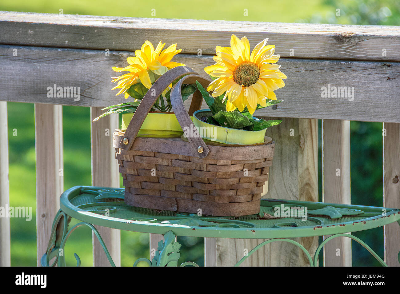 Il giallo dei girasoli in vaso nel cesto di legno sul tavolo verde Foto Stock