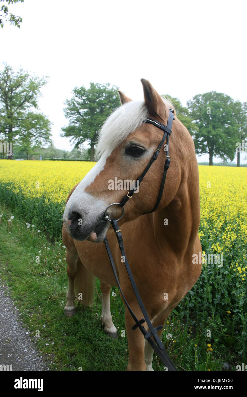 Haflinger con briglia Foto Stock