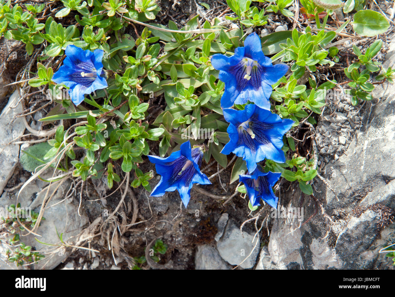 Blu Genziana crescente sulla sommità di una roccia Foto Stock