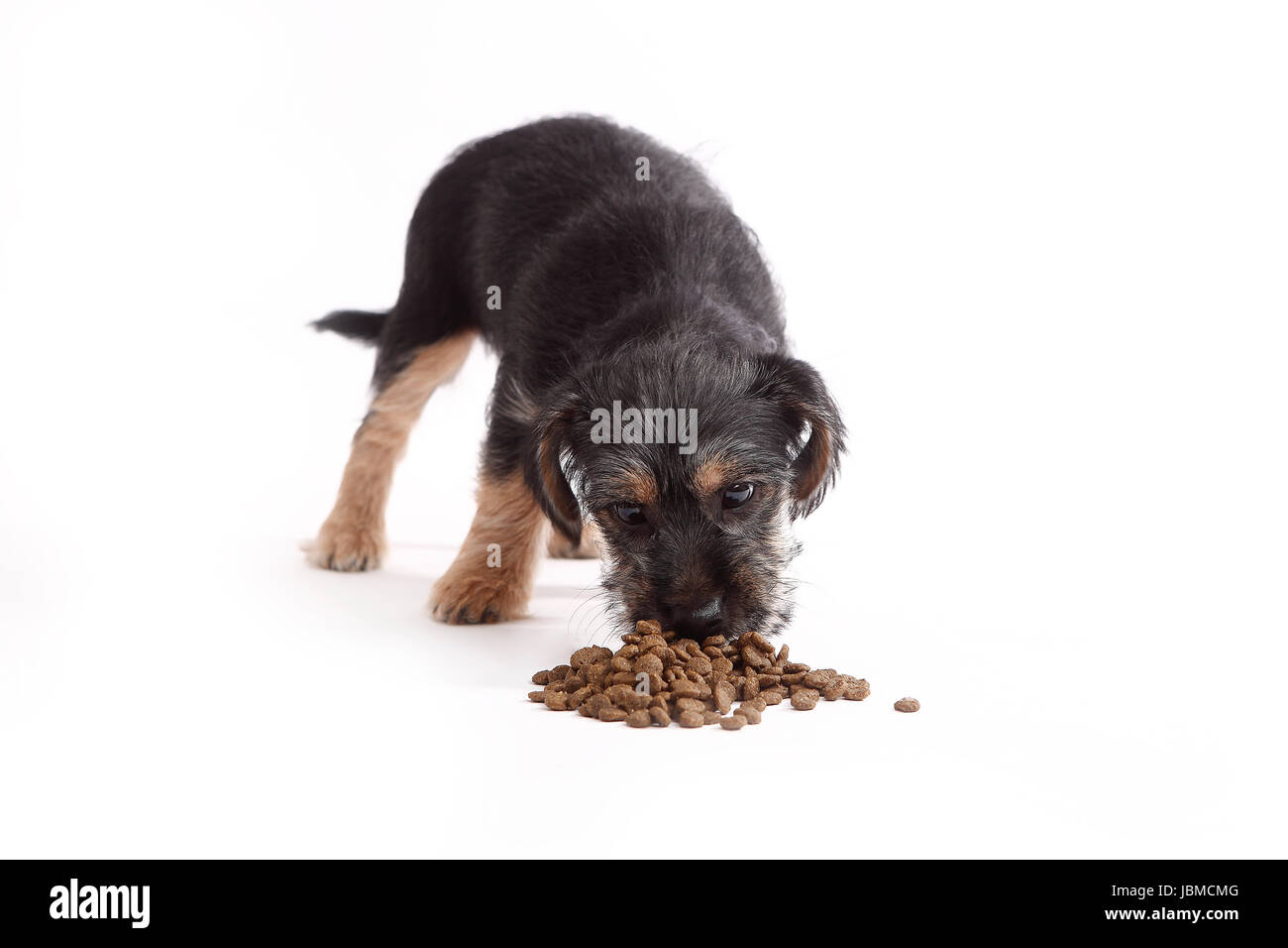 Giovani Terrier Mix mangia il cibo per cani su sfondo whithe Foto Stock