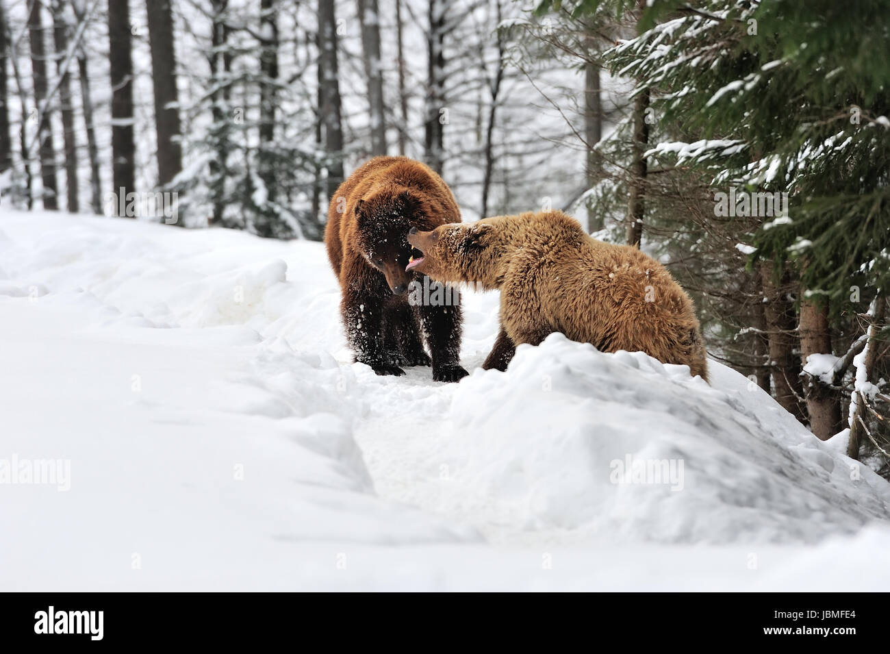 Wild orso bruno della foresta di inverno Foto Stock