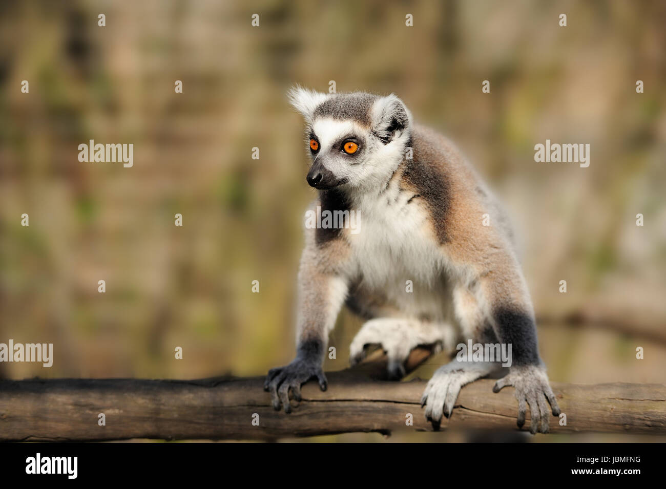 Close-up anello giovani-tailed lemur Foto Stock