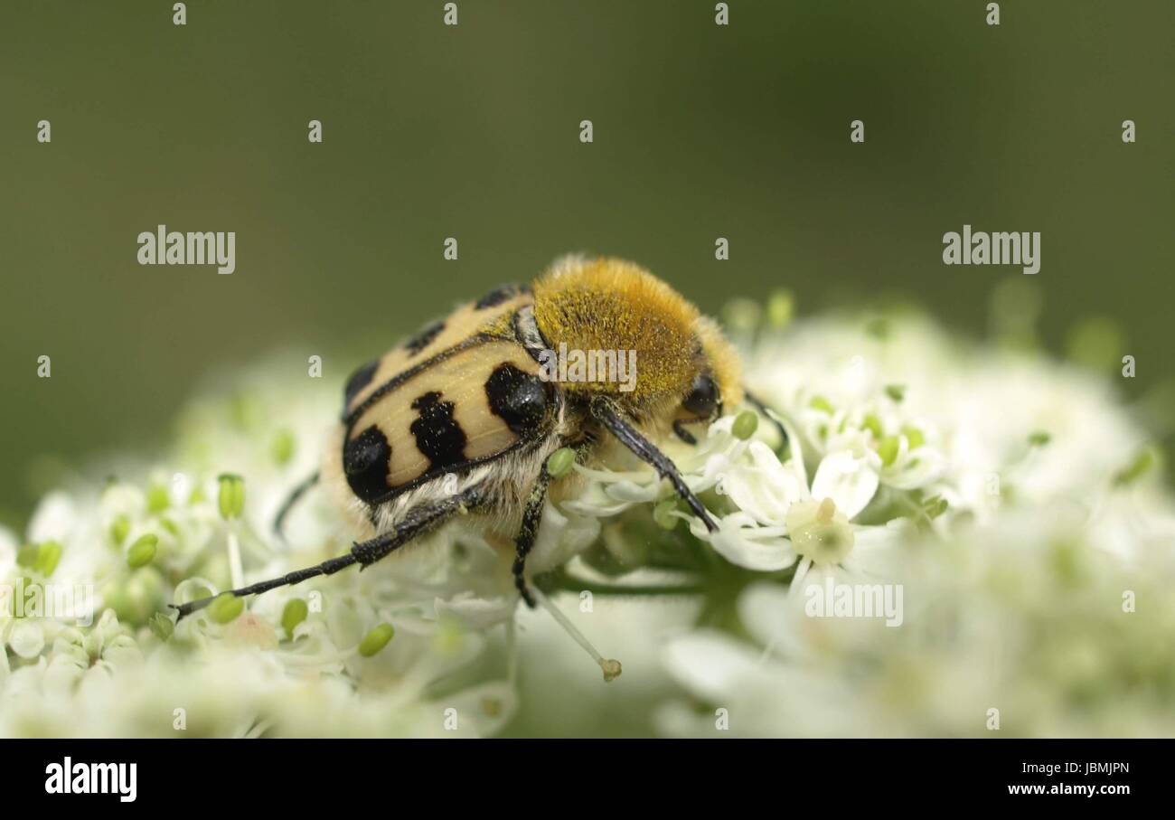 Coleoptera trichius fasciatus Foto Stock