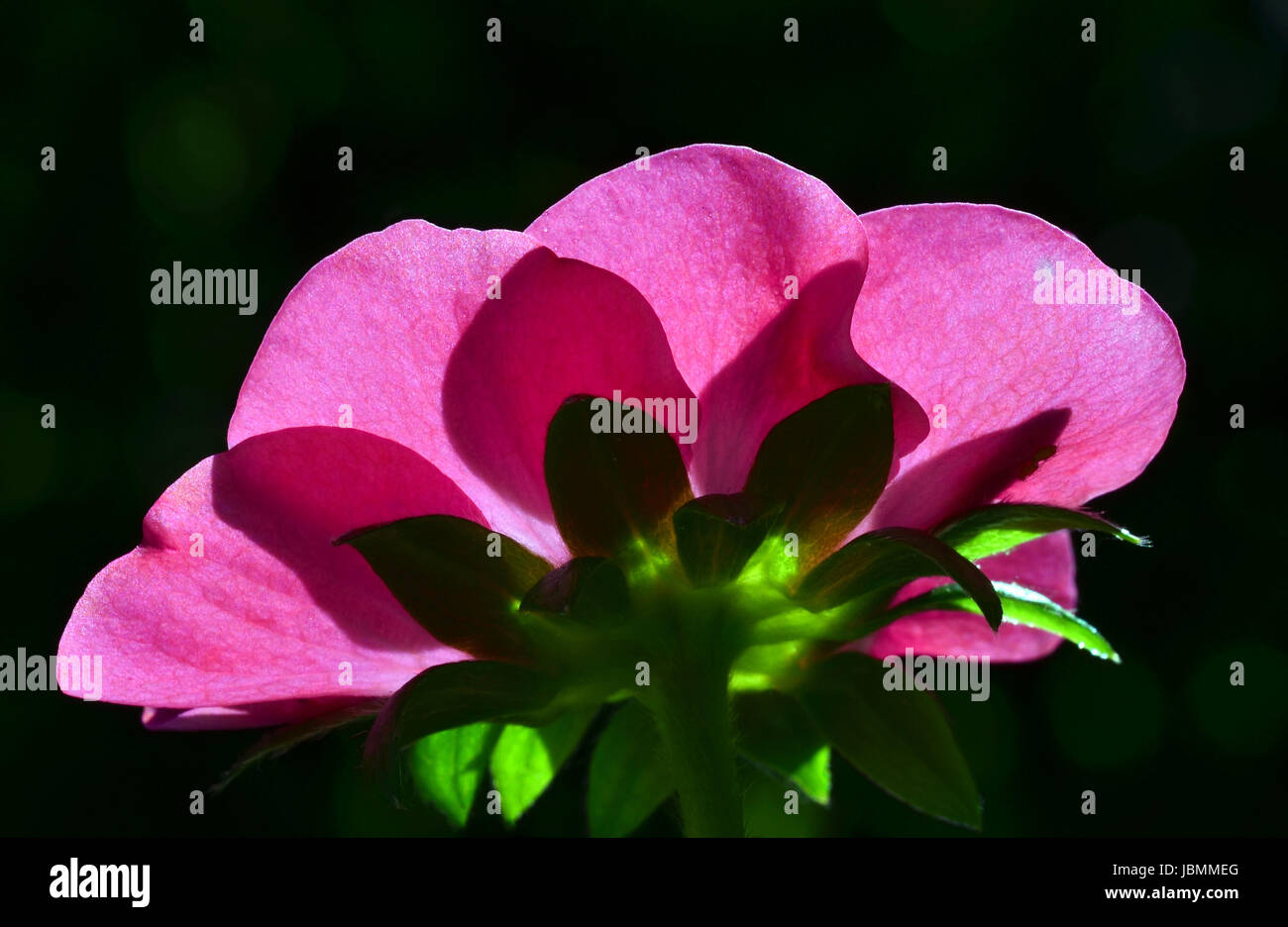 La parte inferiore di erdbeerblüte toscana f1 Foto Stock