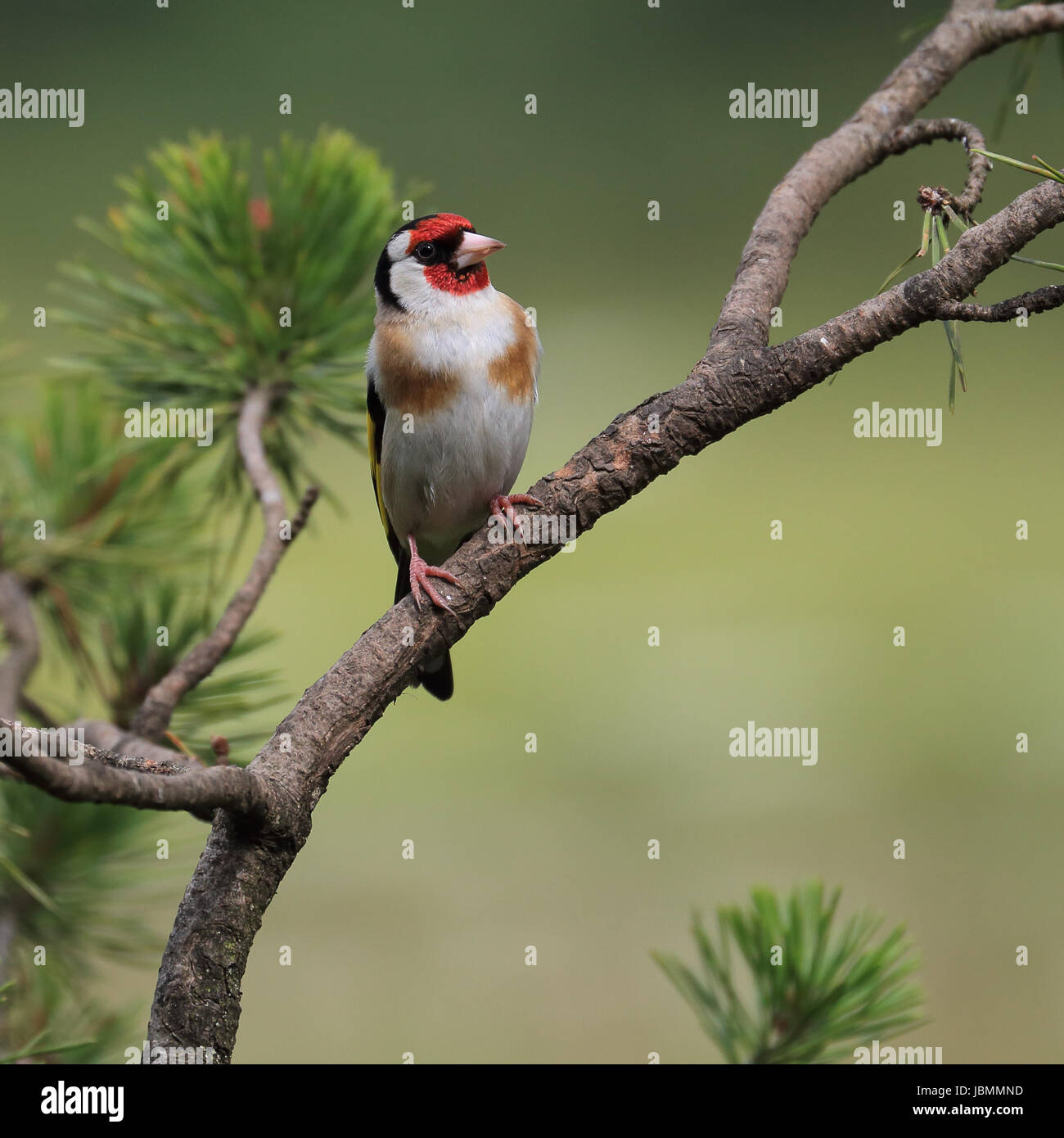 Unione cardellino, noto anche come cardellino, appollaiato su un ramo di pino Foto Stock