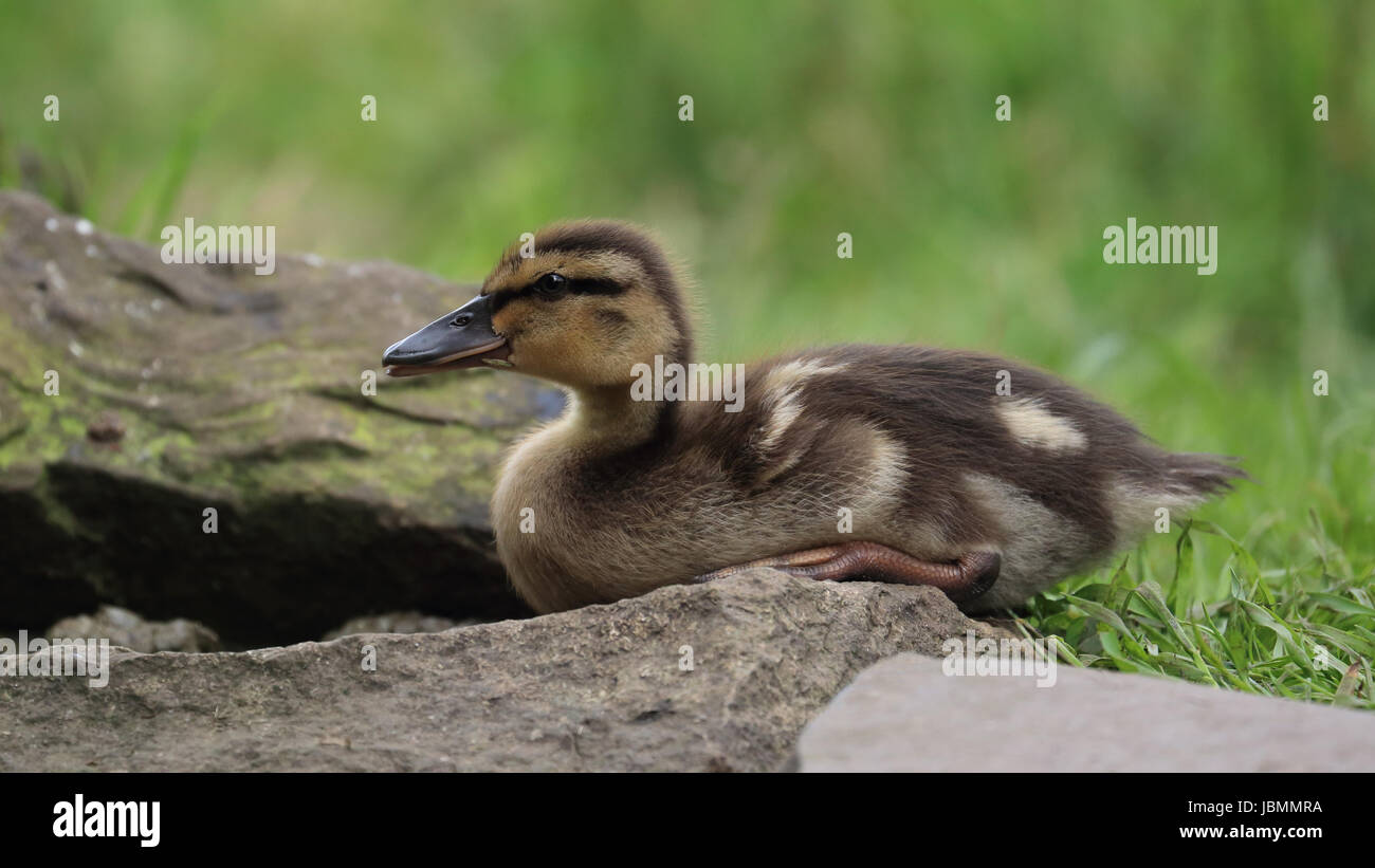 I capretti anatroccolo Mallard Foto Stock