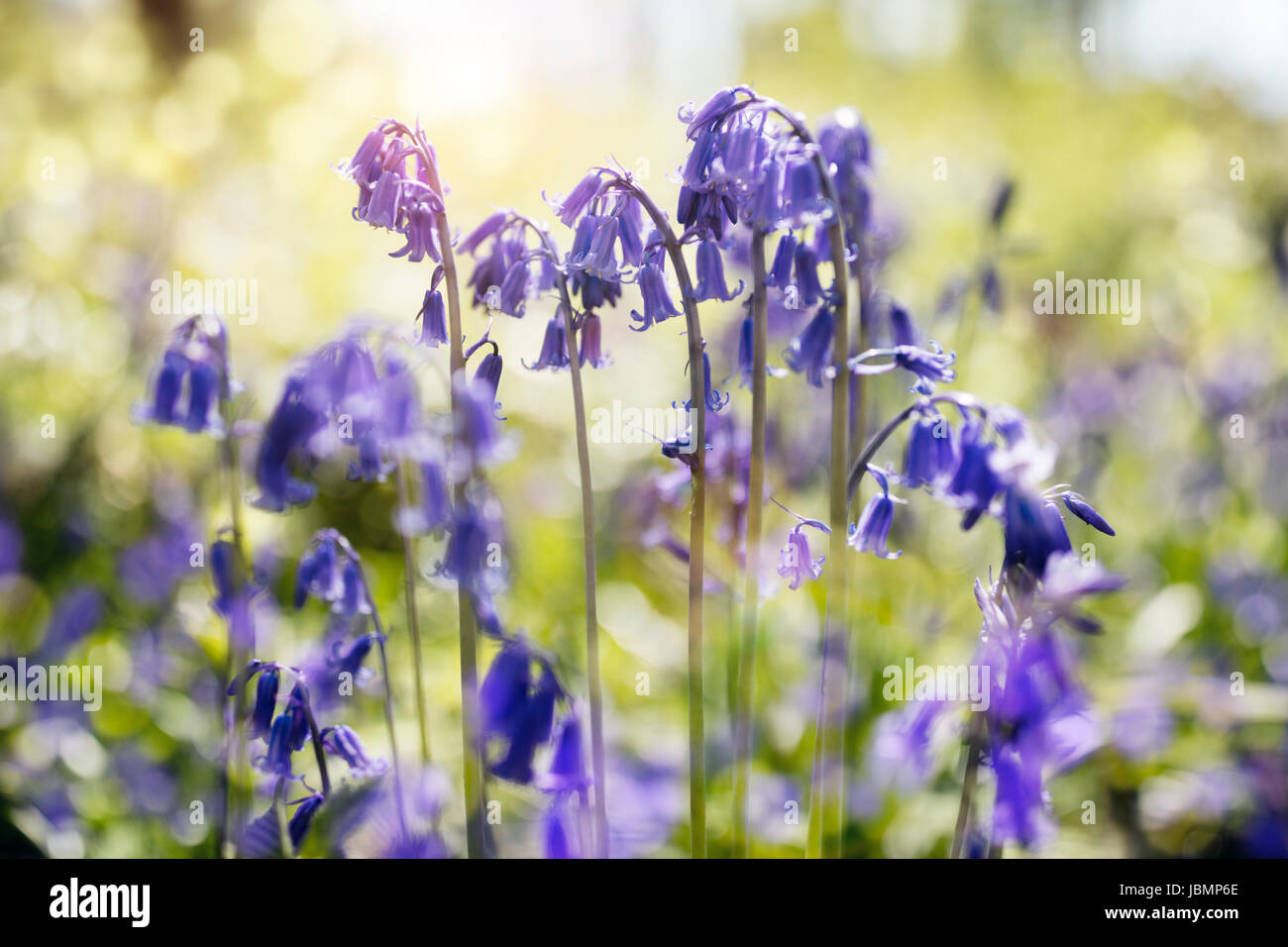 Bluebells hyacinthoides non scripta molla sullo sfondo della natura Foto Stock