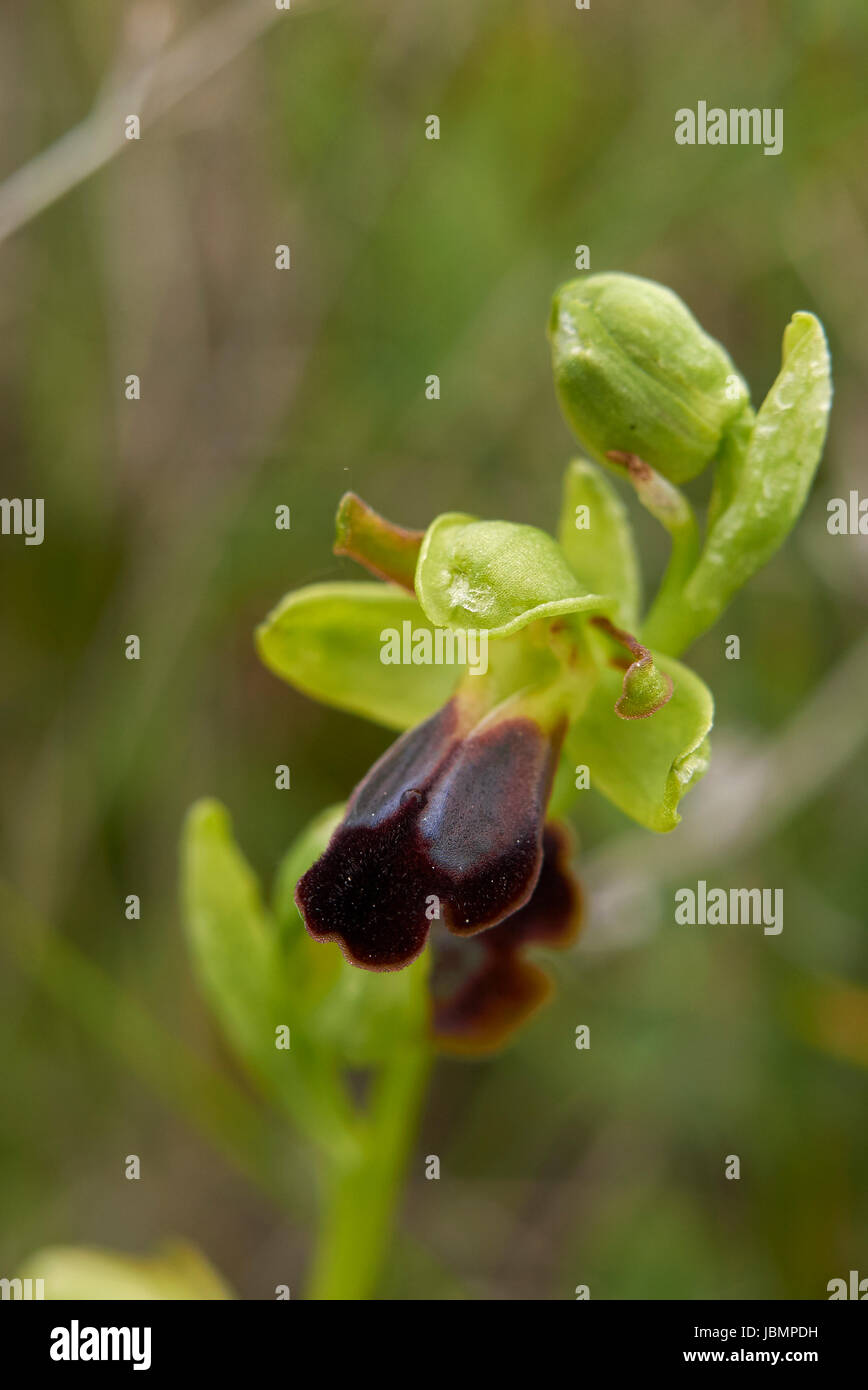 Ophrys fusca Foto Stock