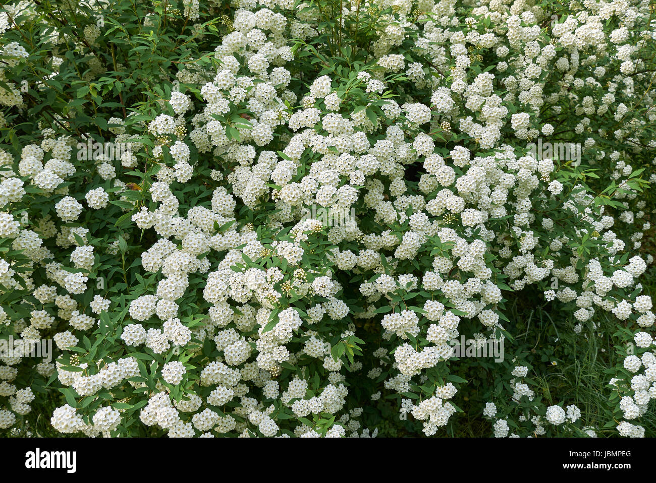 Spiraea canescens Foto Stock