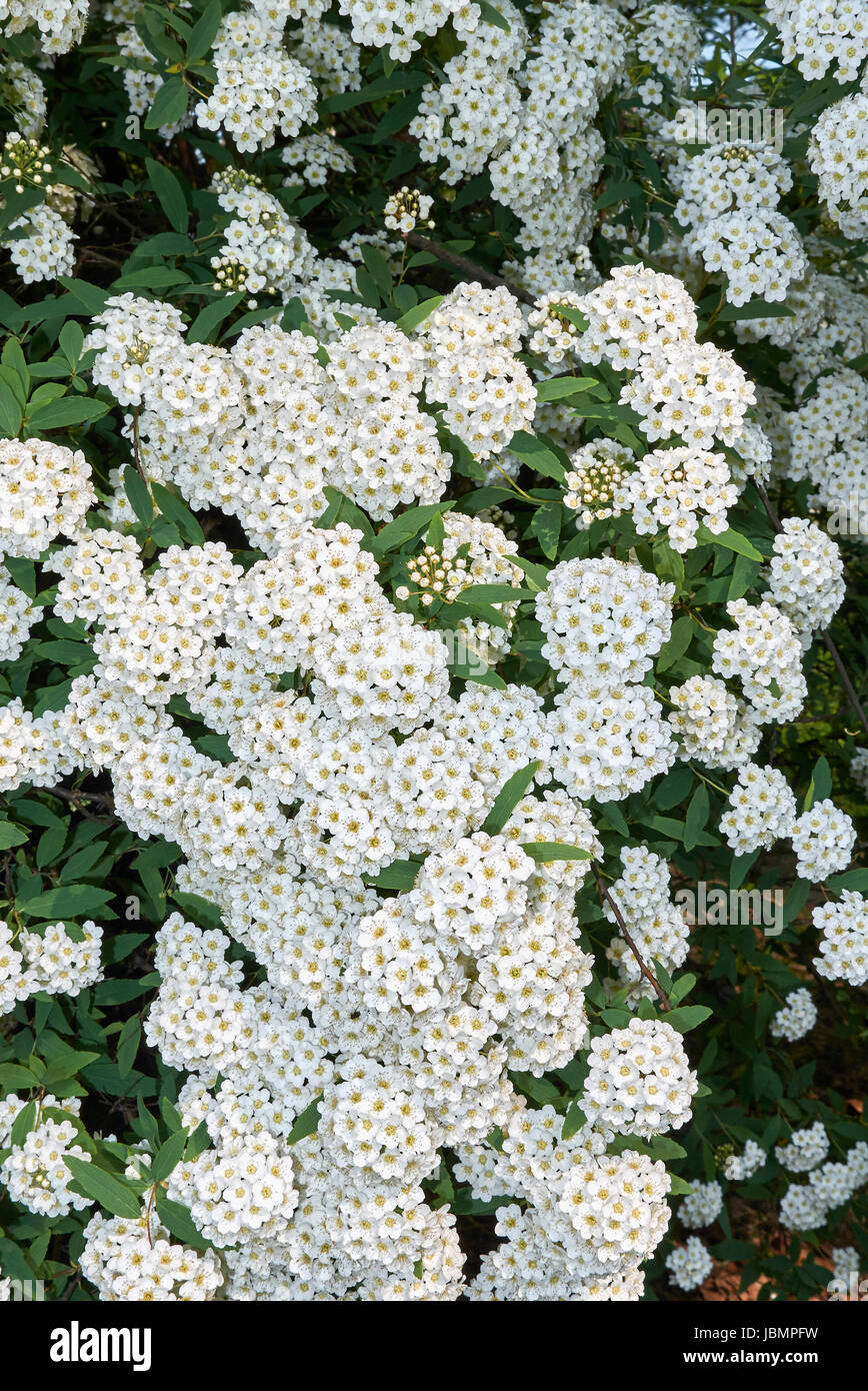 Spiraea canescens Foto Stock