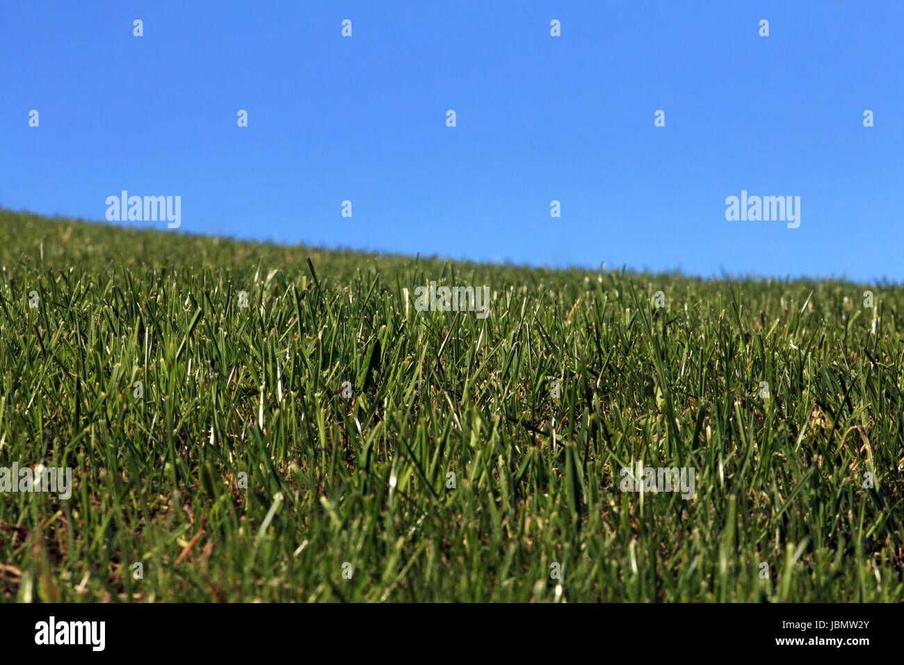 Un lussureggiante prato in Baviera Foto Stock