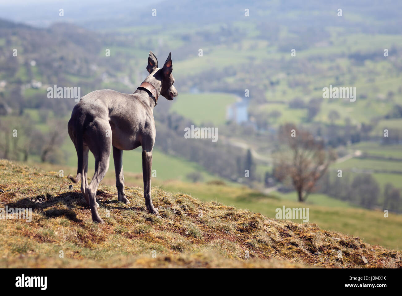 Il whippet cane ritratto in natura guardando attraverso i campi in distanza Foto Stock