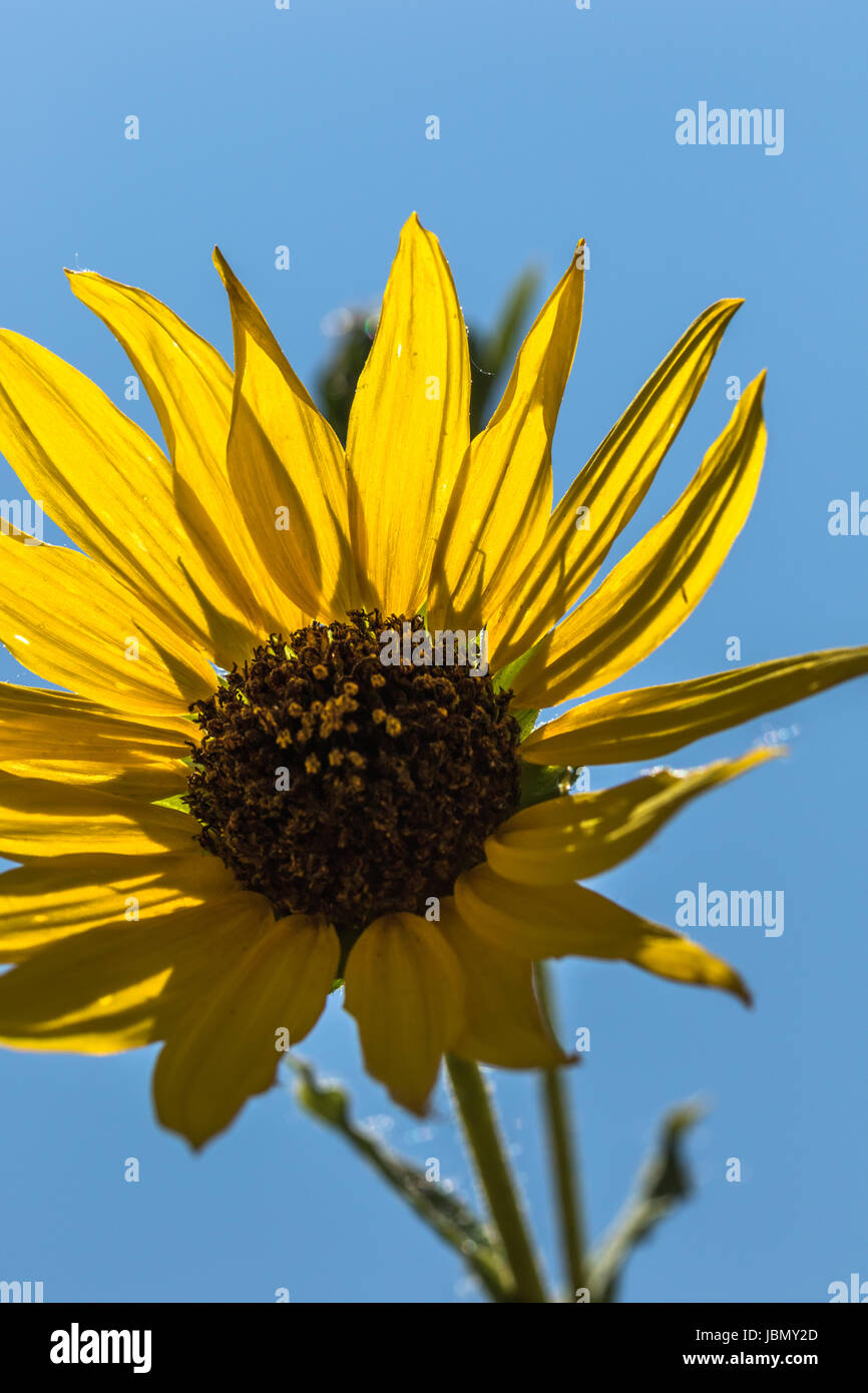 Girasole Foto Stock