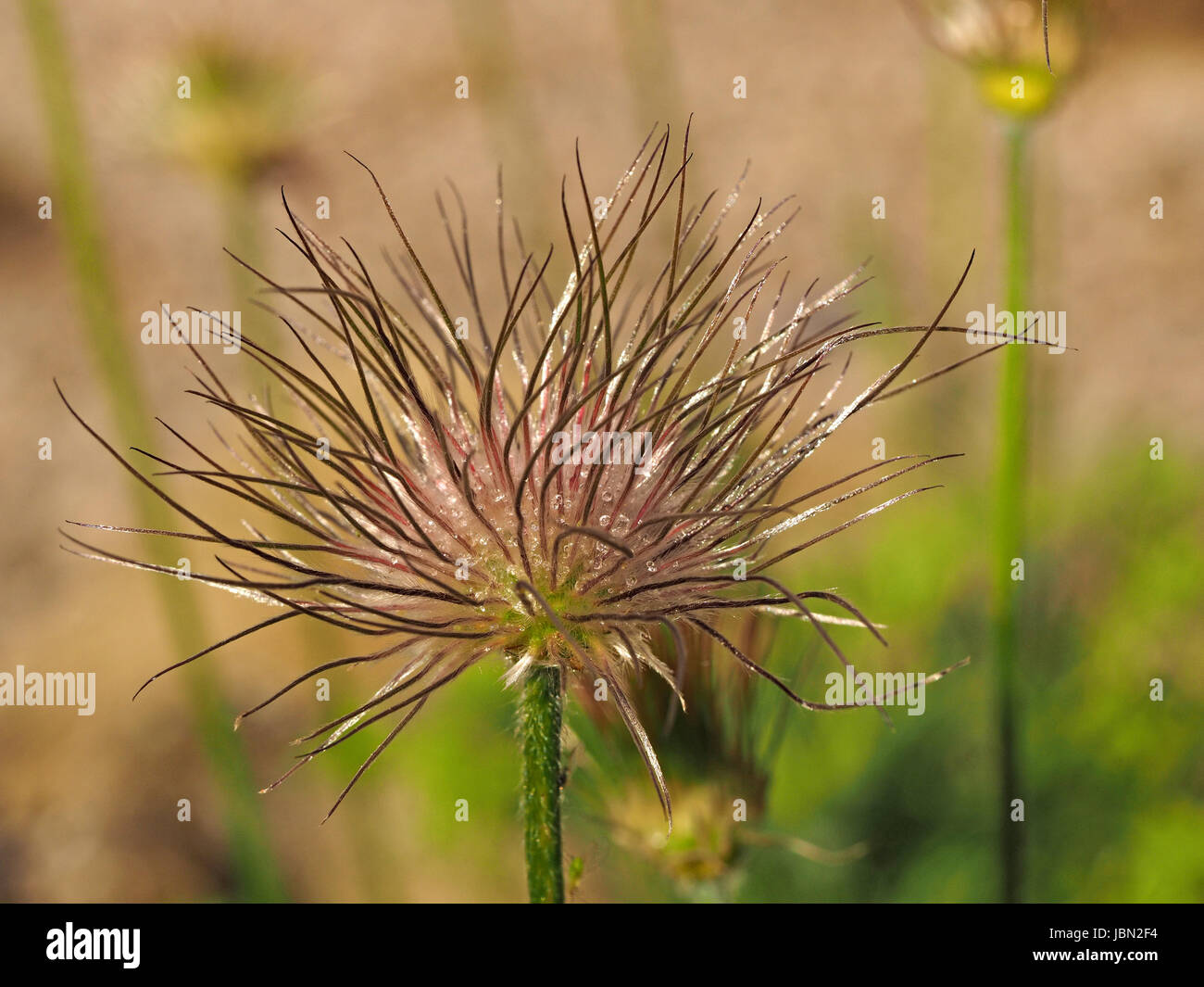 Minuscole gocce di pioggia intrappolati da peli entro il delicato seedhead pungenti di anemone coltivati in crescita in giardino in Cumbria, England Regno Unito Foto Stock