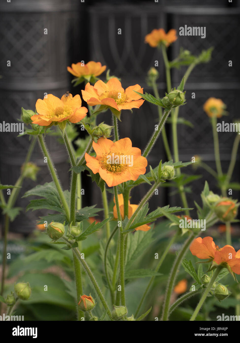 Geum totalmente Mandarino Foto Stock