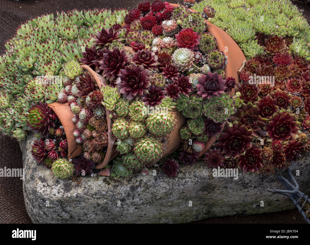 Succulenta esposizione in vaschetta con pentole di terracotta Foto Stock